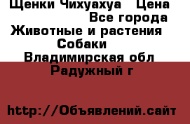 Щенки Чихуахуа › Цена ­ 12000-15000 - Все города Животные и растения » Собаки   . Владимирская обл.,Радужный г.